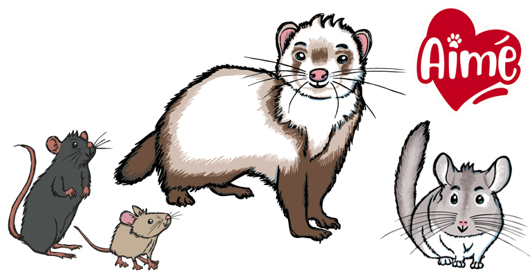 Mascottes 2020 05 furet chinchilla